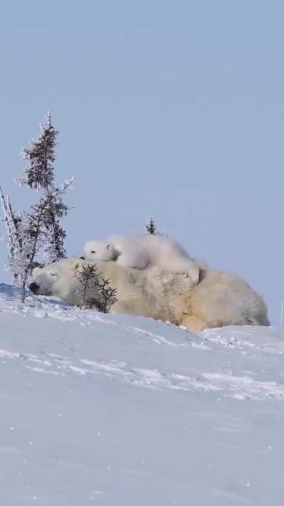 Nowhere safer than mom ❤️❤️