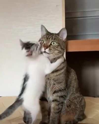 cat:regretting having kids ngl