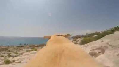 This angle is looks cool. Can really feel the dogs excitement.