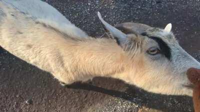 I went to the Town of Spectre today and was abruptly greeted by a herd of goats.