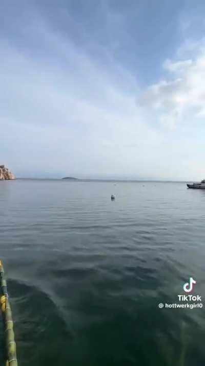 Don't touch the boat Nemo 