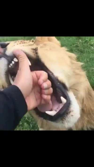 All cats are the same