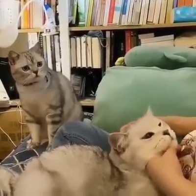 Как выглядят тревога, недоумение, жалость к себе и зависть у котов.