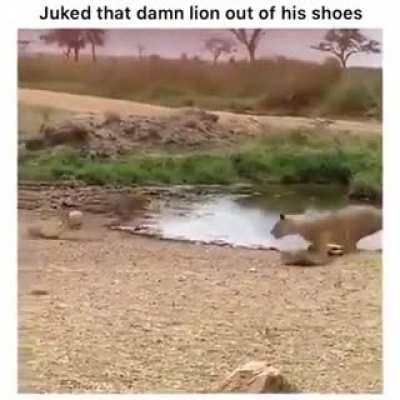 My lion people need me