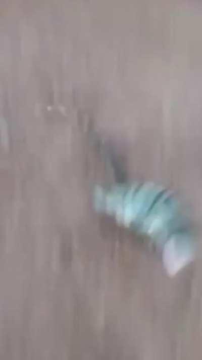 In Brazil, reptilian overlords are laughing stock