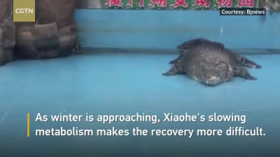 An African crocodile, nicknamed Xiaohe, is being treated for injuries after a group of Chinese tourists hurled stones to make the reptile move at a zoo in Xiamen City of east China's Fujian Province.
