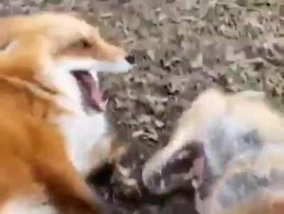 Foxes are ticklish