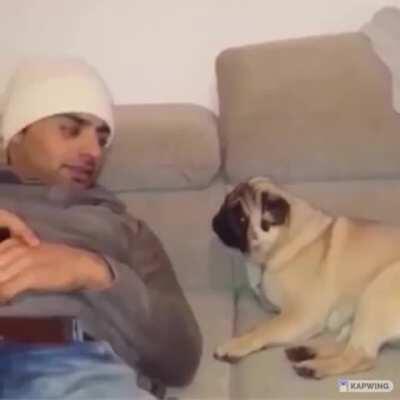 Animals need love too