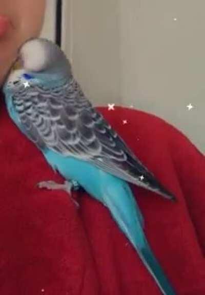 My cuddle monster 🐦