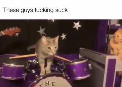 their first purrformance was a catastrophe