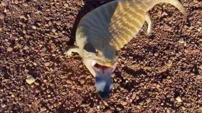 Blue tongued skinks are notorious for sexually harassing humans. For this reason they are sometimes confused for horny toads.