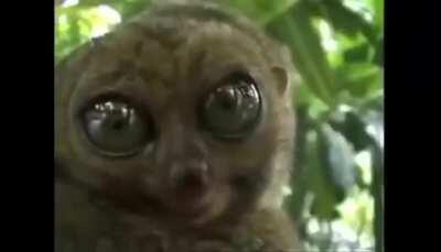 Those eyes... (with sound)