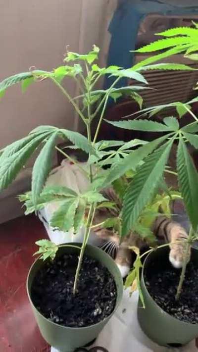 My cat wont stop eating plant.