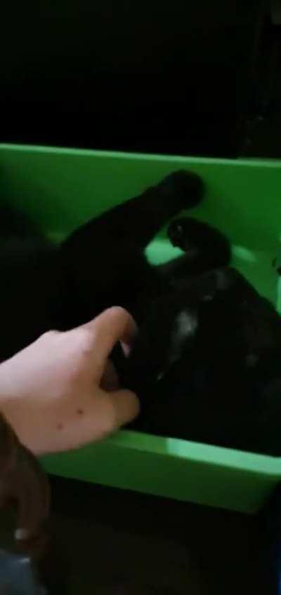 His favorite spot to sleep