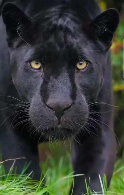 Black Panther vs Cameraman