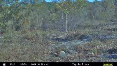 This Gray Fox at my hunting property is growing on me — what a cute animal!