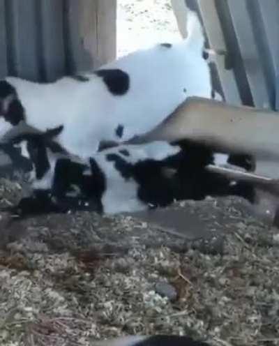 Goats trying to climb over a wooden board