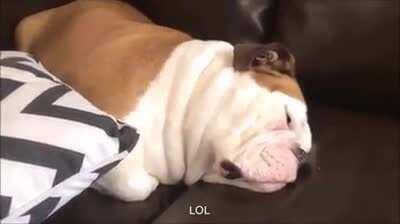 Here's another cartoon snoring dog
