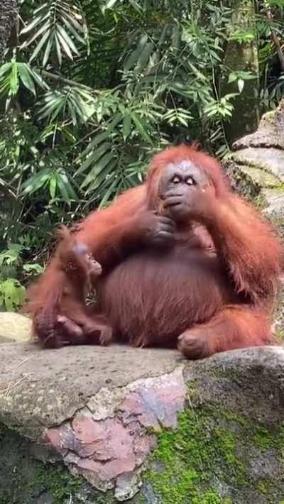 A lady dropped her sunglasses into an orangutan enclosure and the orangutan decided to try them on