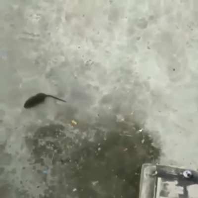 Watch this as a rat gets bricked to death