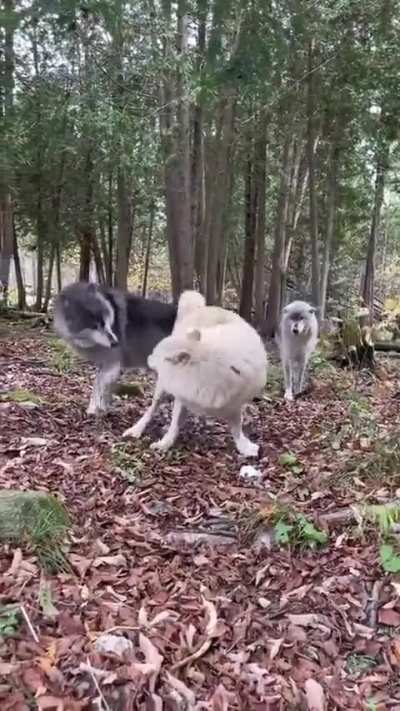 I've never seen a wolf be silly 😅😅😅