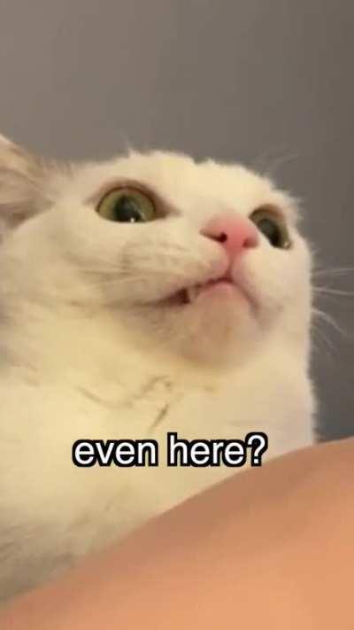 Existancial crisis cat