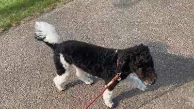 My puppy refuses to walk unless I hold on to her leash .