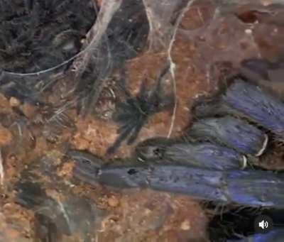 Tarantulas nest. Mother and hundreds of little spiders