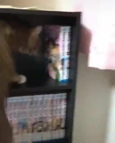 gato anti otaco 📚🐈