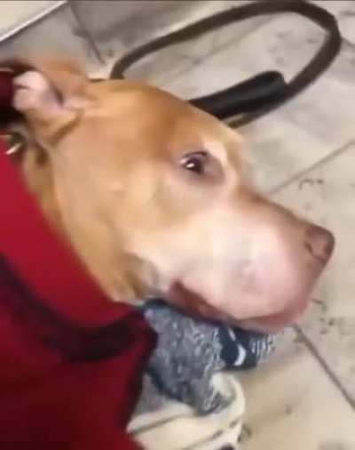 Doges after anaesthesia