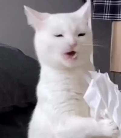 Cat doesn't enjoy eating toilet paper as much as they thought they would