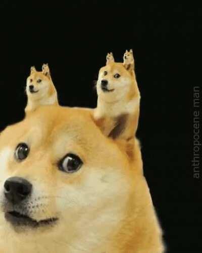 doge profile pictures