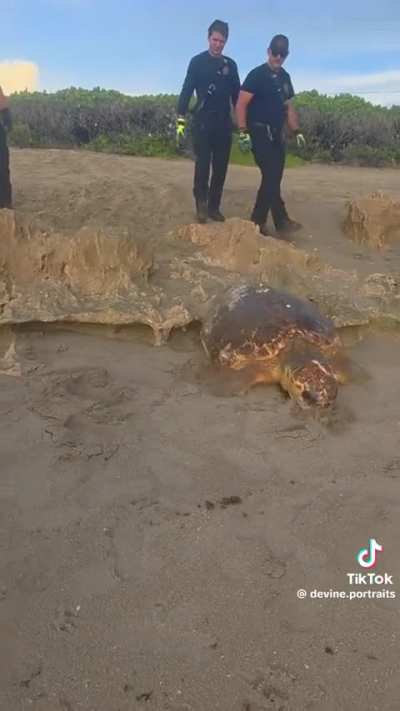 Turtle trapped, is freed and can return to the sea