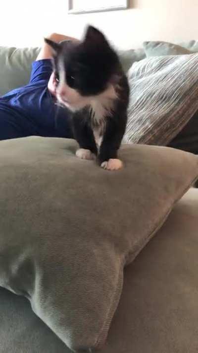 Sneaky Lil Criminal coming to steal your heart!