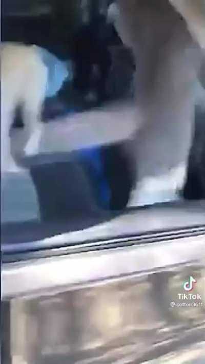 When alley cats try to jack your car