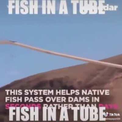 fish in a tube literally