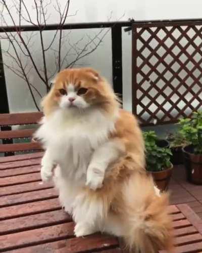 Cat is Snow Confused ❤️