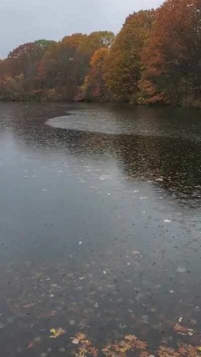 Perfect rainy day last fall