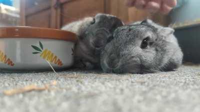 Double snuggle bunny cuddle!