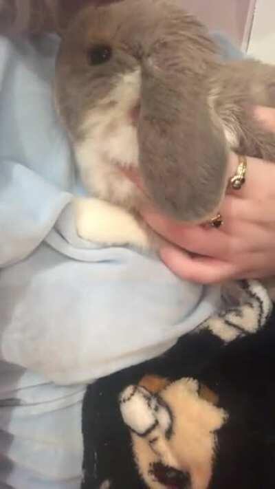 so bun is breathing heavily, idk if this is normal. she has done it occasionally, but more so the past few days. it isn’t constant, but regular. i hear it most when she snuggles to me or sometimes when she is laying down. i’m worried but i’ve been to the 