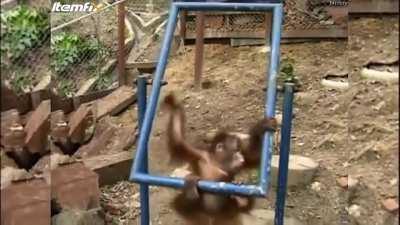 Monke (rule 3 no animal posts but cmon look at tbe thing)