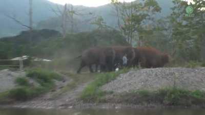 Elephants react to seeing beloved caretaker for first time in over a year (warning: loud!)