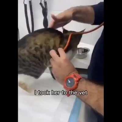 this story is so wholesome! 🐈💓