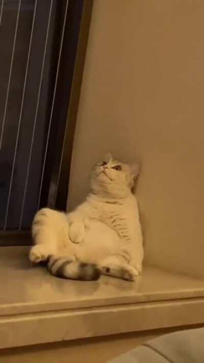 So I’m a total dog person, but all these cats I’ve been seeing.... Oh.. my... heart!