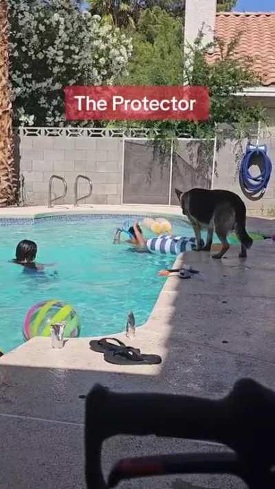 Good boy is a lifeguard 