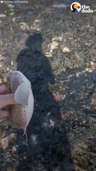 Man saves a baby shark