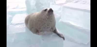 Demo is amazing and this is definitely not SIMPING to them