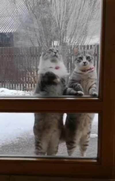 Let Me In Hoooman
