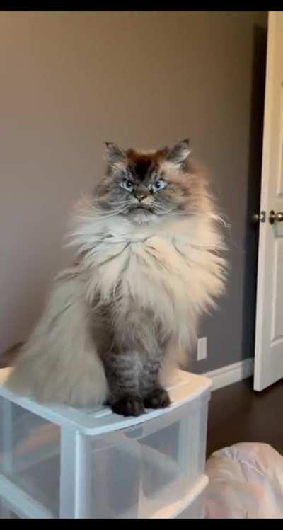 что-то на латыни