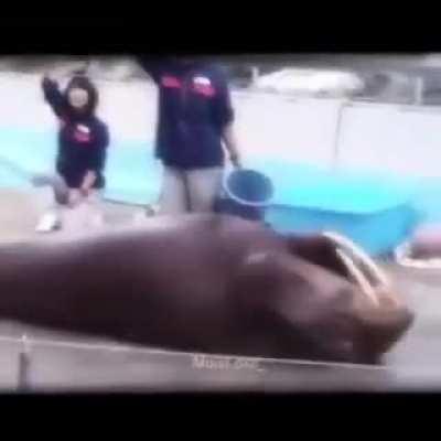 ESSE BICHO APÓS VER 10 MINUTOS DA LIVE DO SUPER XANDÃO